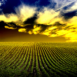 Equipment Finance Advisor Article - Tariffs and Political Conflicts are Driving Farm Uncertainty